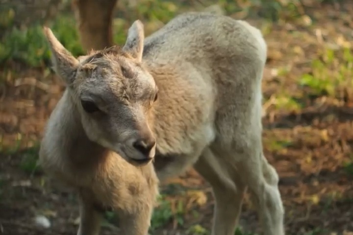 Новосибирский зоопарк показал ﻿новорожденных аргали и волчат. Видео
