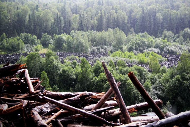 Россия столкнулась с дефицитом древесины