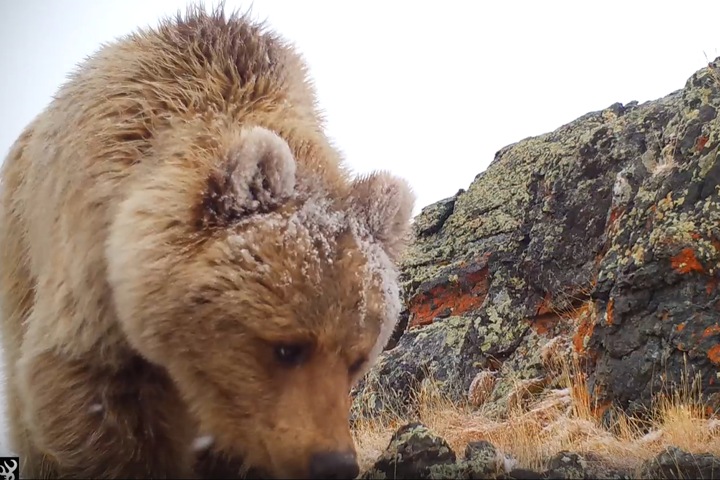 Медведь ломает фотоловушку в алтайском заповеднике. Видео