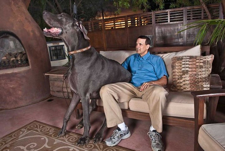 ТОП-5 самых больших собак