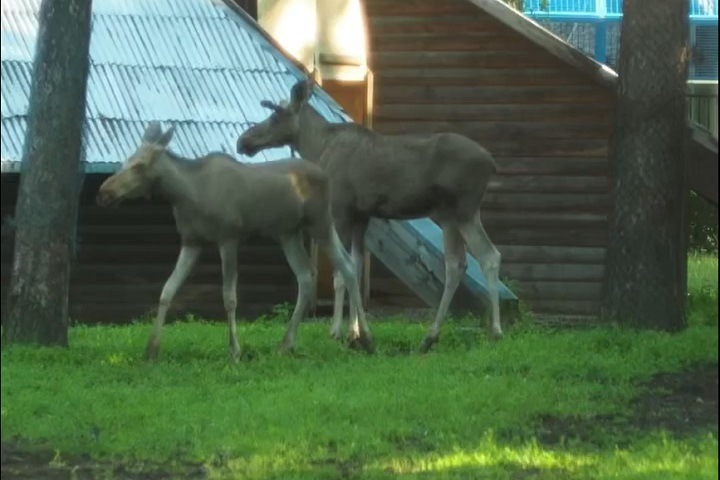 Пара лосей переехала в заказник из новосибирского зоопарка