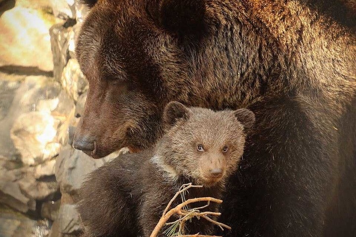 Новосибирский зоопарк построит берлоги для наблюдения за спящими медведями