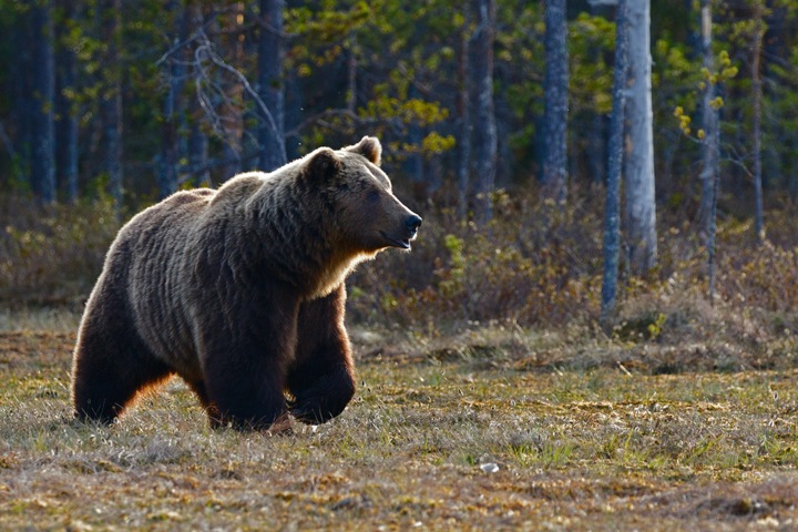 Томские медведи нападают на скот и разоряют ульи из-за голода и обилия гнуса