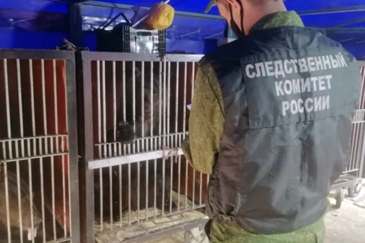 СК проверит нападение медведя на дрессировщицу в Кузбассе