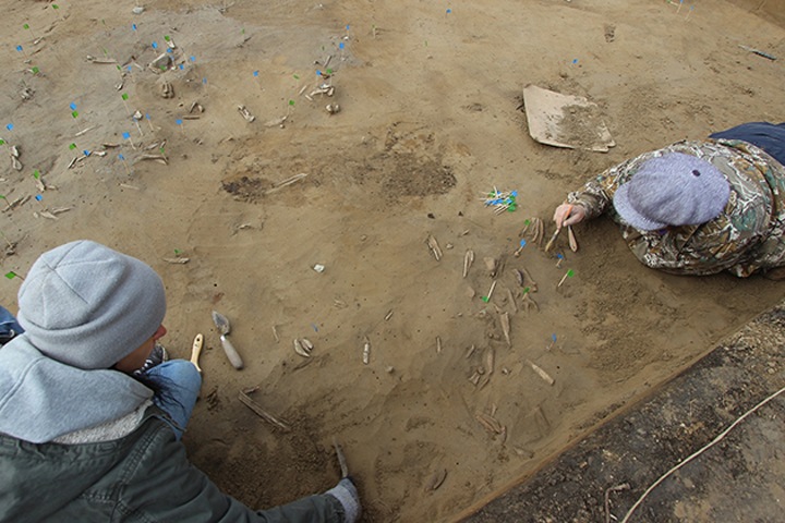 Метровый бивень мамонта обнаружили при раскопках в Красноярске