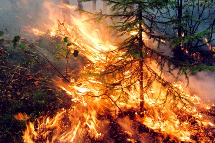 Ученые разработали новый метод оценки эмиссии углерода при лесных пожарах в Сибири