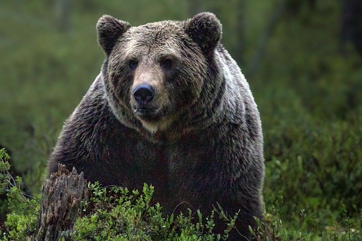 СК проверит красноярский государственный парк после смертельных нападений медведей