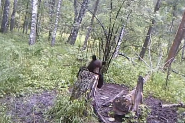 Молодой медведь вышел к селу под Новосибирском