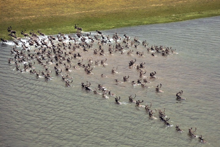 Как северные олени переходят реку на Таймыре: фото дня