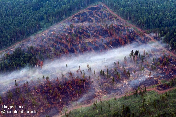 Большинство лесных пожаров в Приангарье начались на месте рубок
