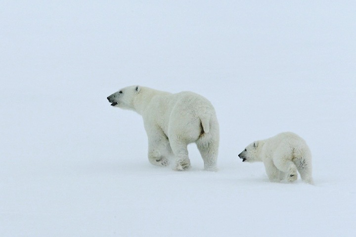 ООН опубликовала доклад о глобальном потеплении. Климатические изменения затронули Сибирь