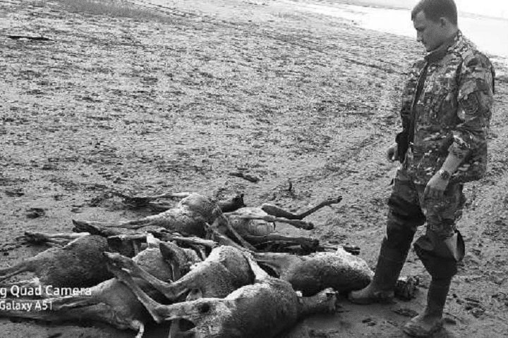 Число погибших в Красноярском крае северных оленей увеличилось до 1,2 тысяч