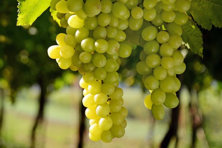 Виноград винных сортов, уход и выращивание
