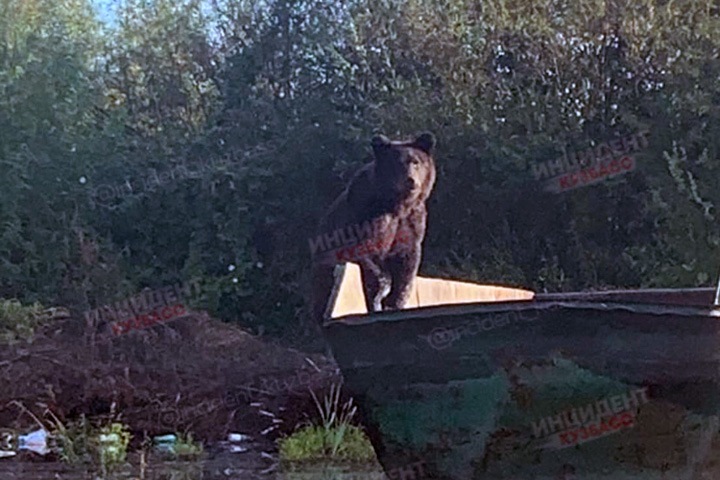 Медведь вышел к людям в кузбасском городе