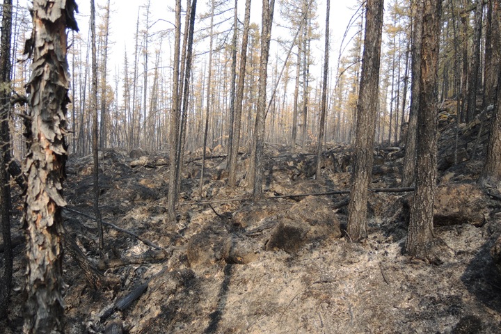 Возвращение сгоревших сибирских лесов на допожарный уровень займет до 30 лет