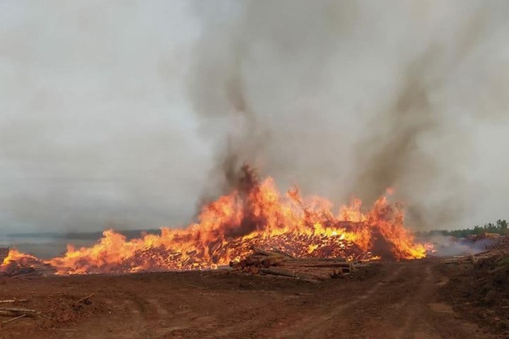 Подозреваемый объяснил поджог вырубленного иркутского леса задержкой зарплаты