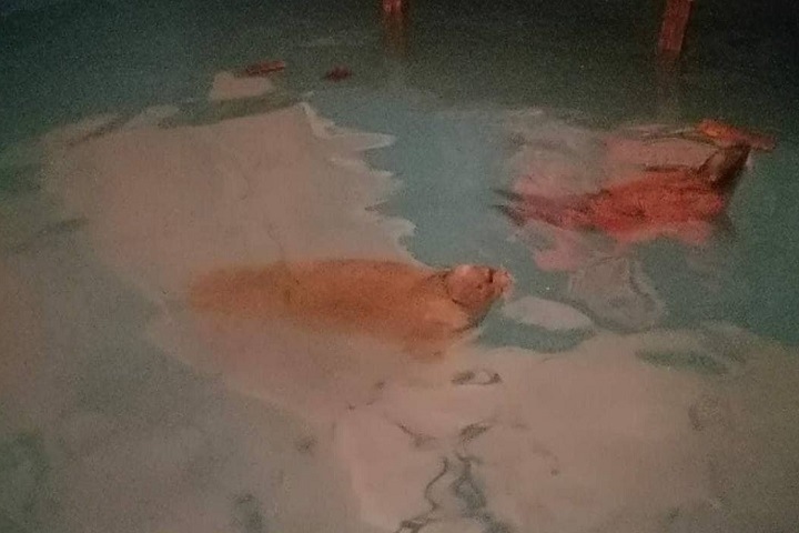 Вандалы разгромили передвижной тюленарий в Бурятии