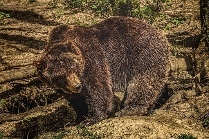 Медведи стали чаще выходить к людям вблизи Иркутска