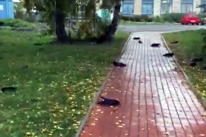 Сотни ворон погибли за день в новосибирском поселке