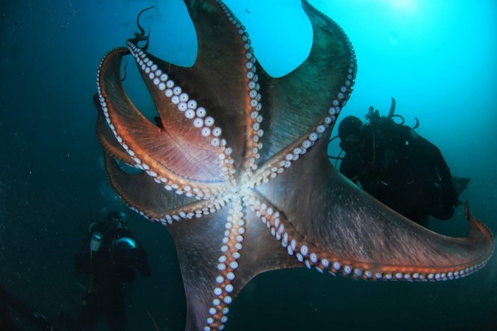 Новосибирский путешественник сфотографировал огромных осьминогов в Японском море