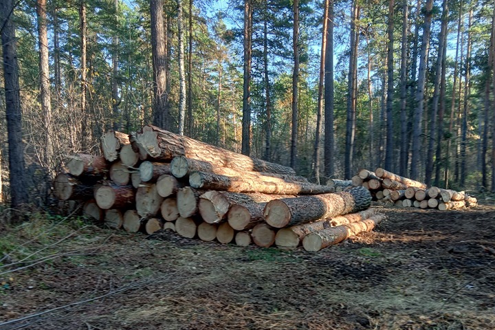 Лес начали вырубать в Бердске под видом уборки аварийных деревьев