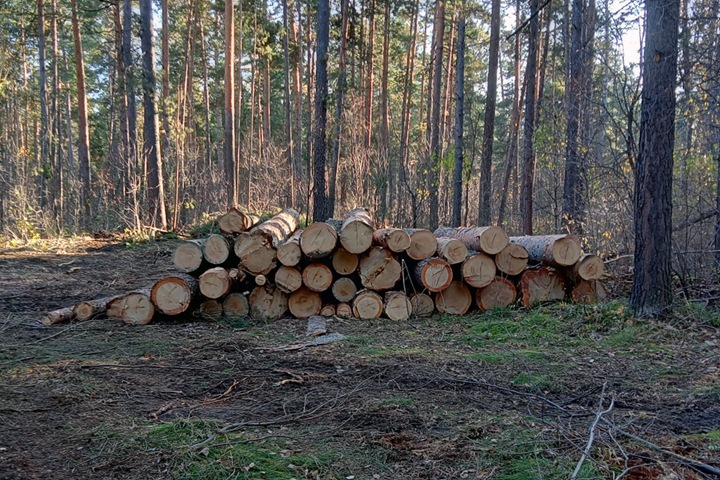 Новосибирские власти прокомментировали рубки леса в Бердске