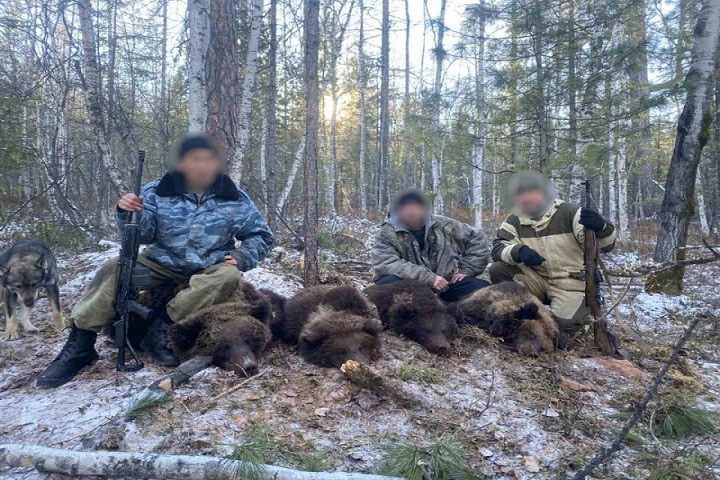 Медведицу с медвежатам застрелили в Приангарье