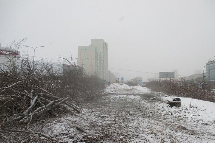 Более 220 деревьев незаконно вырубили у новосибирского ТЦ «Мегас»