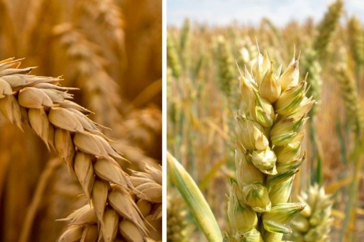 Особенности типов пшеницы