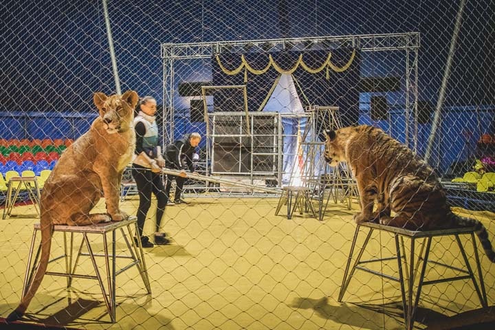 Новосибирская зоозащитница пожертвует взысканные с цирка деньги на реабилитацию животных