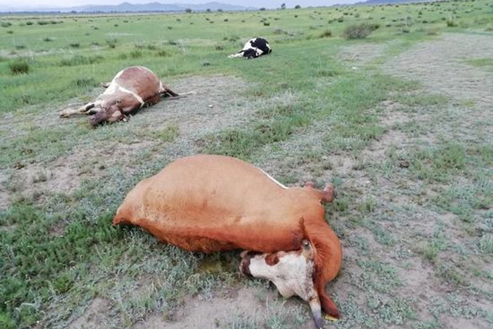Коров в Бурятии убило током из-за порвавшейся линии электропередач