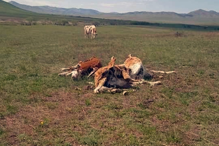 Скот в Бурятии оказался под угрозой из-за новой эпидемии