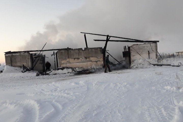 40 телят сгорели на ферме под Новосибирском