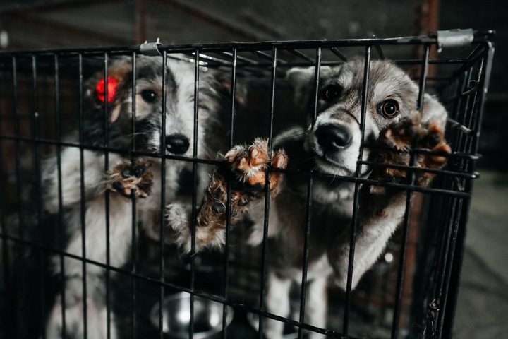 Алтайское заксобрание предложило убивать агрессивных собак