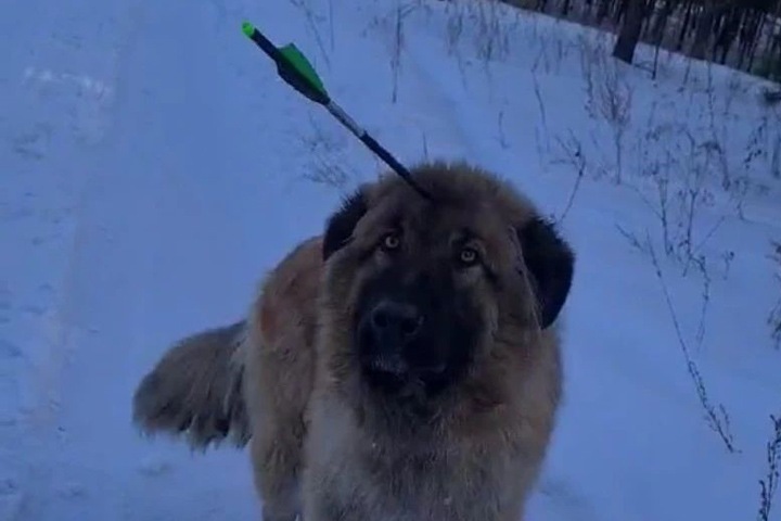 Зоозащитники из Улан-Удэ спасли пса с арбалетной стрелой в голове