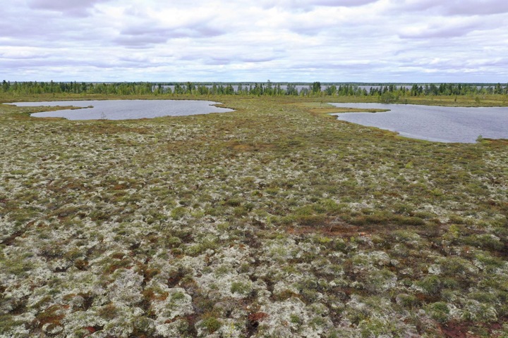 Мерзлые болота Сибири могут стать опасным источником метана