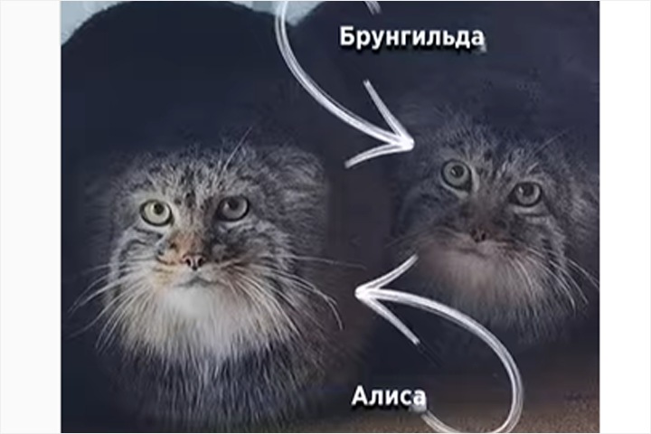 В Московском зоопарке рассказали, как различают найденных в Бурятии манулов