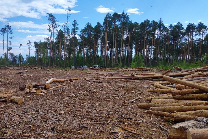 Иркутяне предстанут перед судом за контрабанду леса почти на миллиард