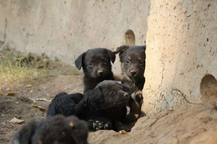 Забайкальские депутаты выступили за убийство бездомных собак