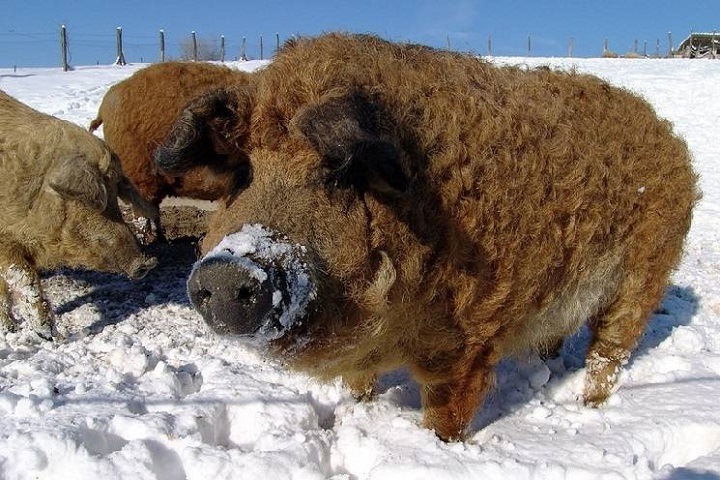 Пушистых свиней нашли в Красноярском крае