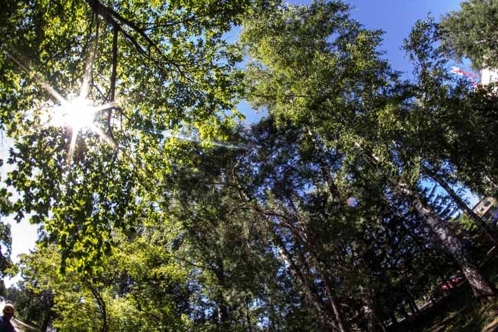 Более 9 тыс. видов деревьев на Земле еще не открыты — ученые