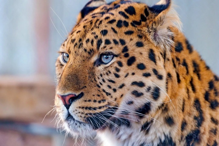 Зоопарк под Омском начнет разводить краснокнижных дальневосточных леопардов
