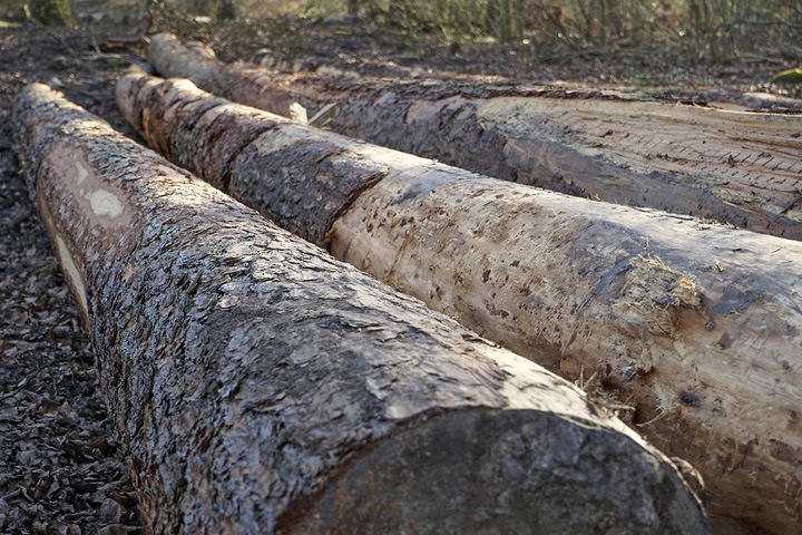 Дерево убило подростка под Новосибирском