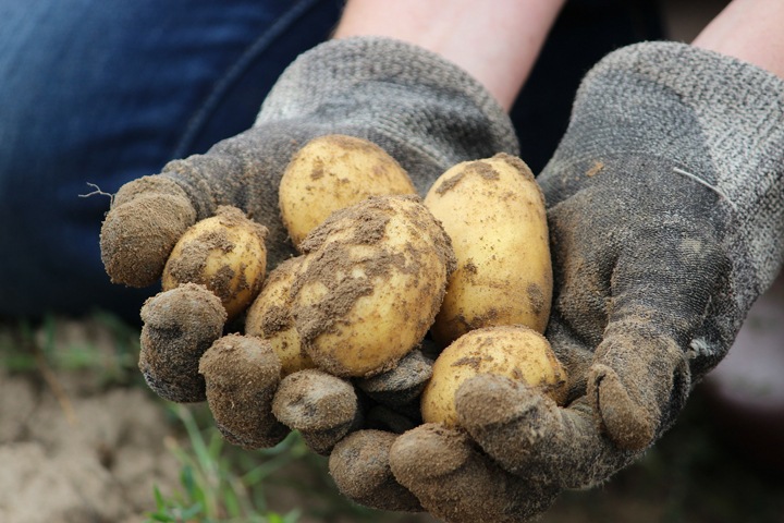 Новосибирские власти озаботились поиском земли для посадки картошки жителями