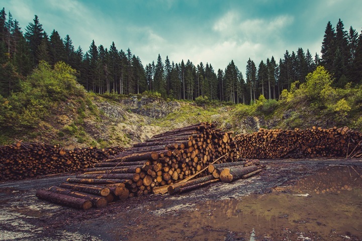 Красноярские коммерсанты нелегально вывезли за границу лес на 260 млн