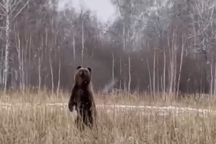 Новосибирцев предупредили о выходе медведей из спячки