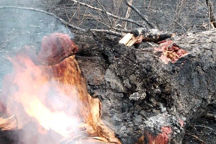 Тракторист лесхоза погиб при тушении природного пожара в Иркутской области