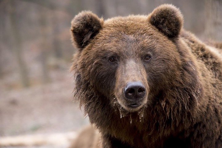 Медведь задавил 20 кроликов и домашних птиц в Иркутской области