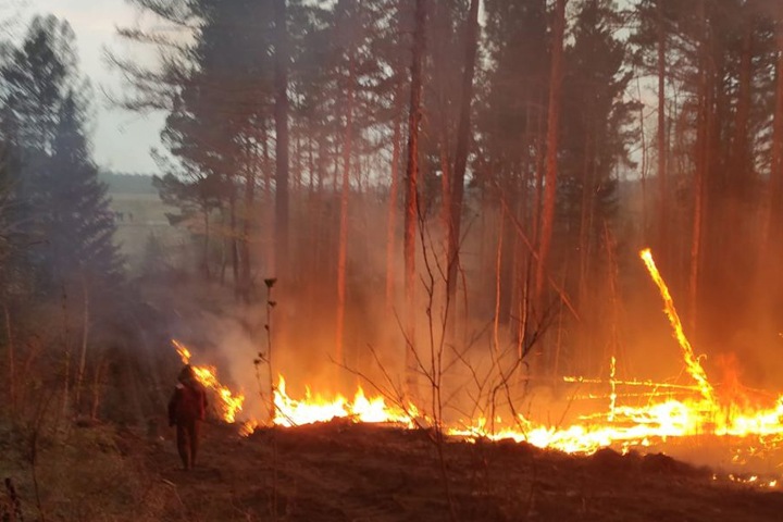 Площадь лесных пожаров резко выросла в Сибири