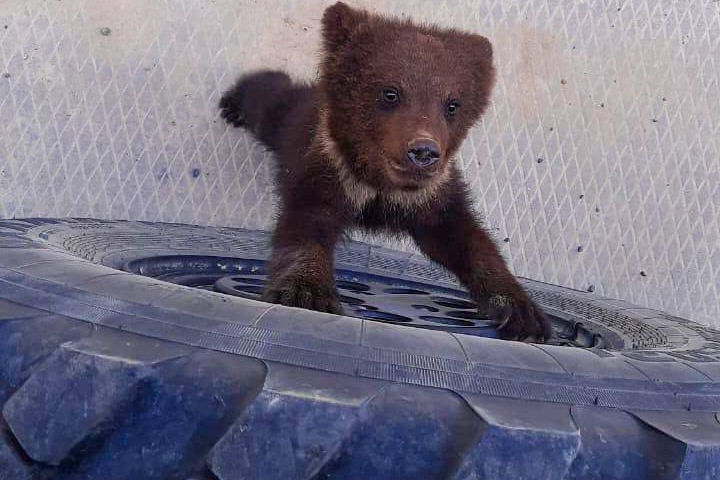 Дикие медвежата мешают работать на месторождении в Томской области